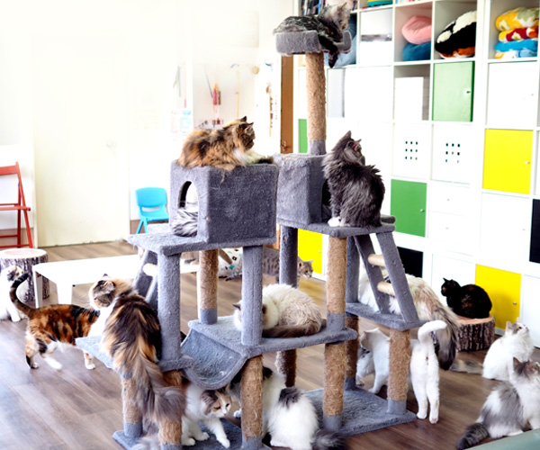 埼玉県さいたまブリーダー直営猫カフェ＆子猫販売 猫の部屋 セイワ