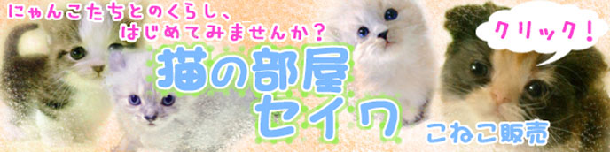 埼玉県さいたま市・ブリーダー直営の格安子猫販売 猫の部屋 セイワ
