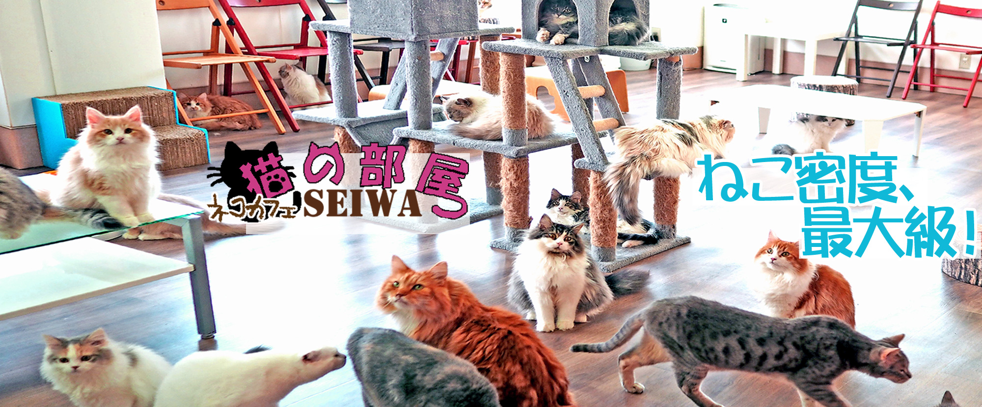 埼玉県さいたま東大宮のブリーダー直営猫カフェ＆子猫販売 猫の部屋 セイワ